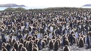 Huge King Penguin rookery on Salisbury Plain  zoom [upl. by Znieh]