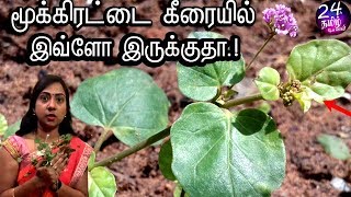 மூக்கிரட்டை மூலிகை மருத்துவ பயன்கள்  mookirattai keerai benefits  Ashalenin latest videos [upl. by Allenotna488]