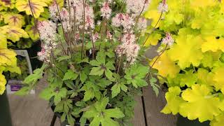 Tiarella Spring Symphony Foamflower  Wonderful NATIVE Ground Cover for Shady Sites [upl. by Nosiram917]