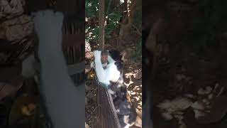 sudu putha සුදු පුතා කෝkiulelaretreat funny cute catlover animals kitten gatto cat 4u [upl. by Adnilreh132]