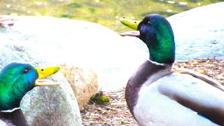 Mallard Ducks QUACKING ANGRY Get into Argument [upl. by Lipson]