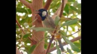 The Song of the Whitecheeked Bulbul [upl. by Nolte]