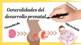 DESARROLLO PRENATAL HUMANO  Generalidades Desde la Fecundación Hasta el Nacimiento [upl. by Pretrice]