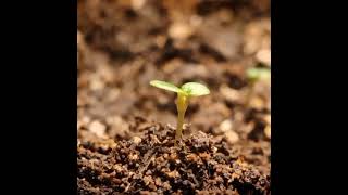 Strawberry germination timelapse [upl. by Kowalski]