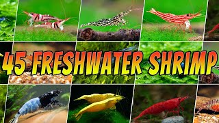 45 Stunning Freshwater Aquarium Shrimps Rare amp Common Shrimp Varieties [upl. by Yard130]