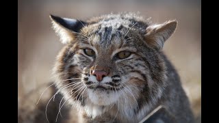 Catching Cats How to Trap a Bobcat [upl. by Ahsian266]