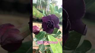 Adenium 5 plants combo offer 1250 [upl. by Anjela651]