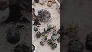 Different types plants  Pls subscribe 🙏 me [upl. by Josi806]