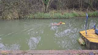 Bailey Dog tries reverse order at the canal [upl. by Lorilee]