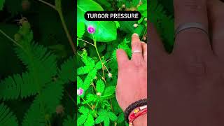 Turgor Pressure experiment scinceexperiment sciencefacts science shortsfeed turgorpressure [upl. by Dao]