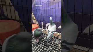 PIGEON MATING DANCE  RACING PIGEON shorts [upl. by Menell]