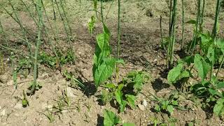 Controlling Bindweed in the garden [upl. by Darken]