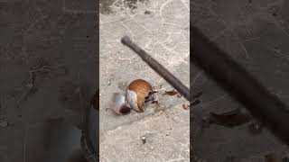 Amazing Casting Melting Aluminum into Snails Perfect Restore shorts viralvideo reels art [upl. by Ahtnammas]