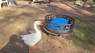 quotDaddys Helpersquot 😁 in Paradise Creek with Goofy Duck George and the Crew [upl. by Gnirol899]