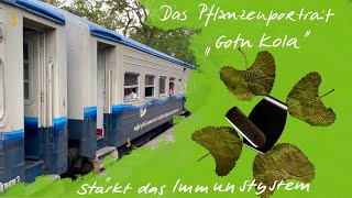 Das Gotu Kola  stärkt das Immunsystem [upl. by Ymmaj547]