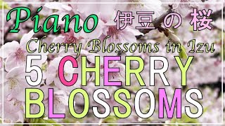 Cherry Blossoms 5  Early blooming cherry blossoms piano music titled Romance VII quotFirst Lovequot [upl. by Schacker231]