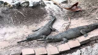 INDIAN GHARIAL [upl. by Anirtac]