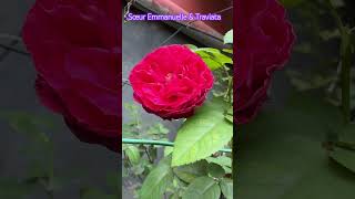 Sœur Emmanuelle amp Traviata rose garden gulab flowers terracegarden nature relaxing relaxation [upl. by Atiekal]