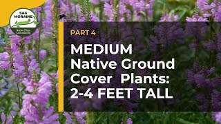 MEDIUM Native Ground Cover Plants 24 feet tall to Suppress Weeds [upl. by Jamilla]