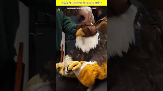 Why Eagle Wear Falconi Hood  shorts eagles facts ।। [upl. by Ger]