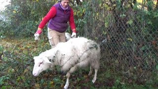 FollowUp To Worlds Biggest Carnivorous Plant Catches Whole Sheep Video [upl. by Isidro887]