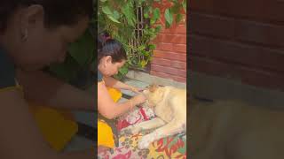 😎 Jambo ko di dawai 😎shorts cute animals doglover dog jambo support subscribe viralshorts [upl. by Priestley492]