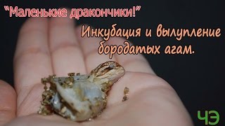 Бородатые агамы Pogona vitticeps Инкубация и вылупление [upl. by Eellehs]