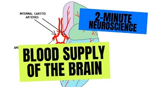 2Minute Neuroscience Blood Supply of the Brain [upl. by Ruckman777]