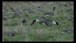 Pinkfooted Geese Cley Norfolk 161124 [upl. by Cristabel]