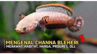 BAHAS TUNTAS MENGENAL IKAN CHANNA BLEHERI [upl. by Steele]