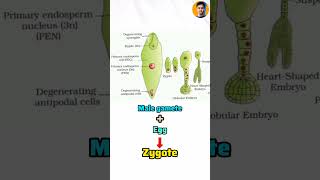 Double Fertilisation sexual reproduction in flowering plants neet neet2024 neetexam neetug [upl. by Ros]