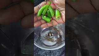 பழைய சாதத்தில் மொறு மொறு வடகம்palaya sadam moru moru vadagam in tamilsimplerecipecookingshorts [upl. by Gemmell]