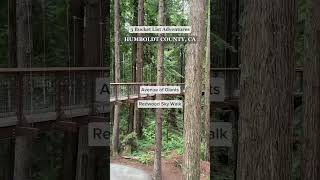 3 Redwood Adventures in Humboldt County California bucketlist travel travelbucketlist [upl. by Yeliab]