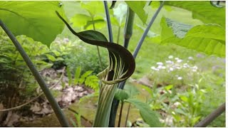 Jack in the pulpit An unusual and hardy plant for the shade garden [upl. by Noirod266]