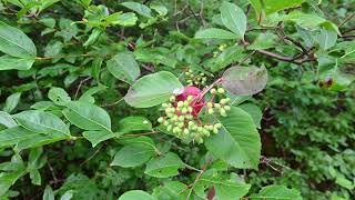 Viburnum cassinoides  northern wild raisin blue haw swamp haw [upl. by Chalmer]