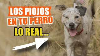 🐶🐦SÍNTOMAS y TRATAMIENTO De Los PIOJOS EN PERROS [upl. by Elahcim]