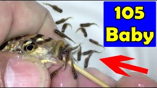 Auratus Cichlid fish gives birth to 105 baby fish 😍🐬👍🙏 [upl. by Ardnohsed]