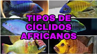 Tipos de cíclidos africanos parte 3 [upl. by Nylatsirk]