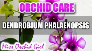 Orchid Care  Dendrobium Phalaenopsis Anna Green and Polar Fire [upl. by Riem]