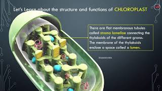 CHLOROPLAST  3D Structure Explained [upl. by Freytag]