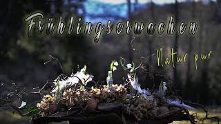 NATUR DEKO Ideen 🍃 quotFrühlingserwachenquot Oster amp Frühlings Home Deco DIY [upl. by Jemy]