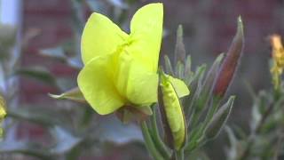 Evening Primrose Opening [upl. by Aicats]