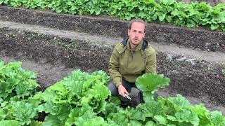 Le Potager du Château de Prangins  La rhubarbe [upl. by Aratas842]