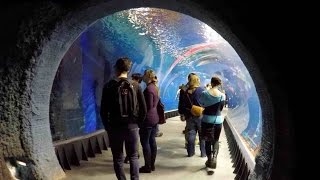 Oceanarium Afrykarium Wroclaw Poland WALKING TOUR HD 1080p [upl. by Nodmac]