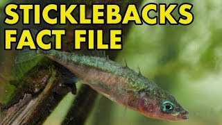 Stickleback Fact File British Wildlife Facts [upl. by Ofloda]