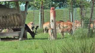 Damwildgehege in Mönkebude Stettiner Haff [upl. by Nirraj]