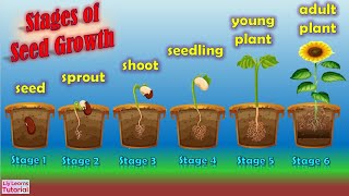 Stages of Seed Growth  Liy Learns Tutorial [upl. by Ledeen]