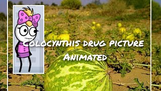 colocynthis drug picture animated [upl. by Adivad]