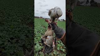 Falconry  Gyrlanner Falcon Catches Egyptian Goose [upl. by Bel]