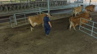 Natural Behavior in Cattle  Cual es el comportamiento natural del ganado [upl. by Rehtaeh]